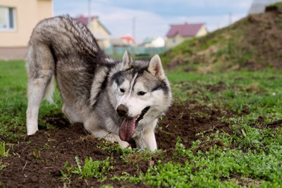 庭を掘って遊ぶ犬