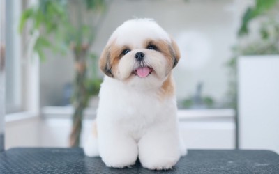 カット台に座る、綺麗にトリミングしてもらった子犬