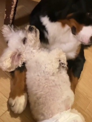 大型犬の腕に頭を乗せてうとうとする小型犬