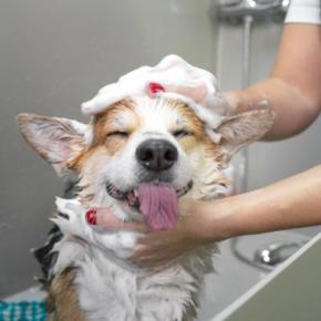 犬の『体が汚れてしまう』のはなぜ？主な原因や健康的な被毛を維持する方法までご紹介