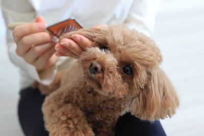 ブラッシングされる犬