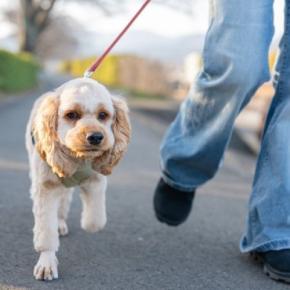 犬の歩き方がいつもと違う？愛犬の歩行に支障をきたす『ナックリング』について解説