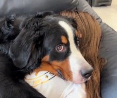 眠っている女性の上に乗って、カメラに視線を移す犬