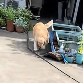 実家に帰省した男性→車のドアを開けた瞬間、大型犬が…あまりにも尊い『お出迎えの光景』が83万再生「もう存在が愛」「帰ってきて嬉しいんだ」
