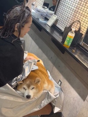 お膝の上に柴犬さんが…！