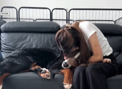 ソファに座っている女性の膝に頭を乗せる犬