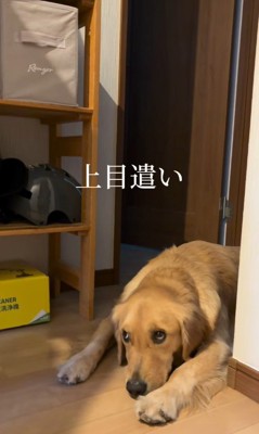 「こうなったら上目遣い作戦だ！」