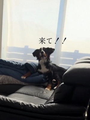 ソファに座って女性を呼ぶ犬