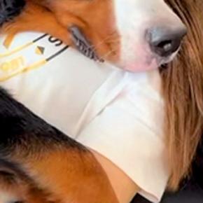 体調不良で寝込んでいたら『超大型犬』が状況を察して…心配が伝わってくる『表情』に反響「なんて優しい子」「治してあげてるんだね」と9万再生