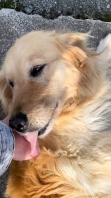 鳴き声をあげながら投稿者の手を舐める犬