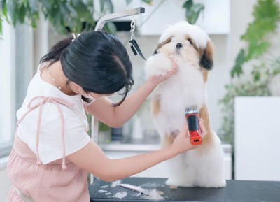 子犬の前足を持って、バリカンをかけていくトリマー