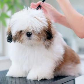 もさもさの子犬が『初めてのトリミング』に挑戦した結果→まるで別犬な『完成形』に反響「完璧に可愛い」「ぬいぐるみの中にいたら区別つかん」