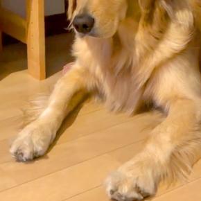 朝、部活で学校へ向かう長男→大型犬が『どうしても行ってほしくない』と訴え…行きたくなくなる『上目遣い作戦』に反響「魔性ｗ」「大好きなんだ」