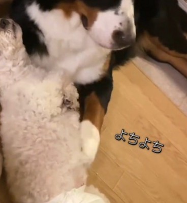 小型犬のお腹を前足で撫でる大型犬