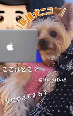 不安そうな犬