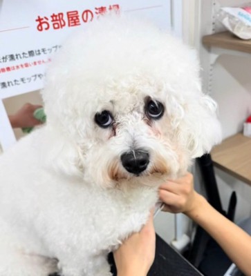 トリミング台に乗って、カメラを上目使いで見つめる犬