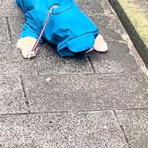 水たまりに入ることを禁じられた犬→歩道の真ん中で『絶望』して…思わず笑う『子どものような光景』に反響「うちの息子w」「イヤイヤ期で草」