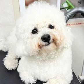 真っ白な犬とドッグランへ→入場して5分後、目の前に泥を見つけてしまい…『絶望的すぎる光景』に反響「行きと帰りで別の犬ｗ」「満足そう」