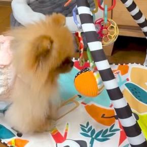 鈴の音が聞こえてきたので、ふと犬を見てみた結果→『人間の赤ちゃん用おもちゃ』で…可愛すぎる光景に反響「楽しそうw」「ボクサーみたい」