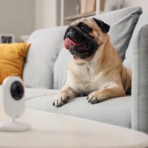 愛犬を苦しめる『留守番環境』5選 思わぬトラブルを回避するための対策とは?