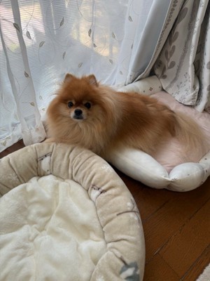 つくねちゃんは番犬として大活躍！