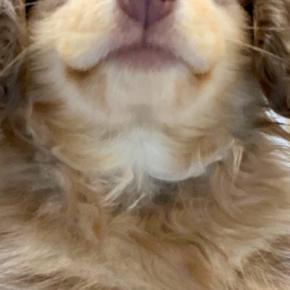 ハリーポッターの『ハーマイオニー』に似ていると言われた犬→思わず納得する光景に3万いいね集まる「想像以上に似てた」「入学時だ!可愛い」