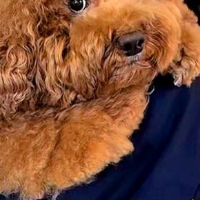 『本当にトイプー？』お姉ちゃんに抱っこされる11キロの小型犬→規格外の『サイズ感』が48万再生「人が入ってるｗ」「ずっしり感すごい」