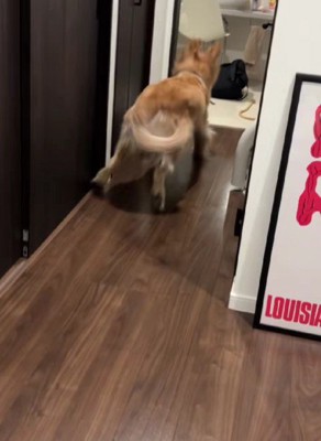 全力ダッシュでお出迎え