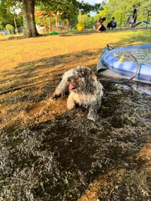 頭まで泥まみれになって、芝生の上に座り込む犬