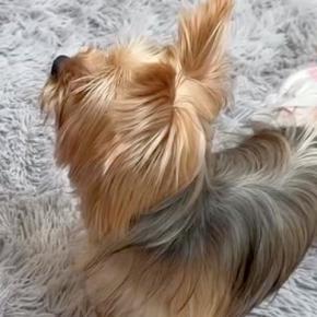 虐待されていた『全く吠えない犬』を飼った結果→『声帯を切られたかも』と心配していたら、53日目に…感動的な光景が18万再生「愛らしさの塊」