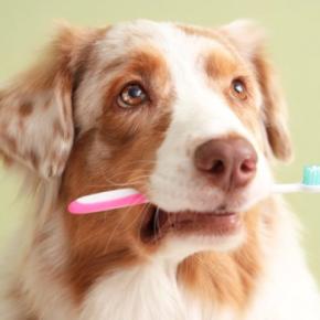 犬の『口臭』が悪化するNG行為6選　ニオイが酷くなる原因や対処法まで