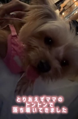 なでられる犬