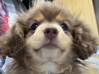 ハーマイオニーに似ている!