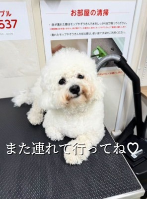 トリミング台に座る白い姿に戻った犬
