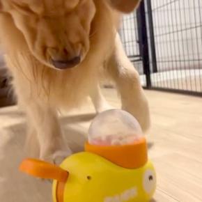『おやつが出るおもちゃ』を大型犬に与えてみた結果→使い方が分からず…思わず笑う『まさかの展開』に「必死で草」「かわいすぎるｗ」と反響