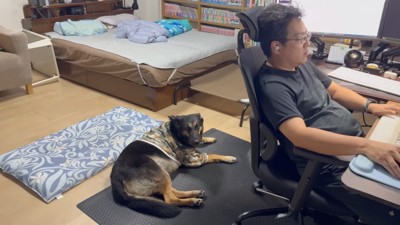お仕事中は足元で監視