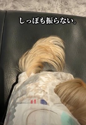 犬の尻尾