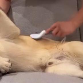 『大型犬』を飼い始めて1ヶ月→『そろそろ慣れてきたころ』と思ったら…衝撃的な『態度』が14万再生「可愛すぎる」「家の主感ハンパないｗｗ」
