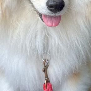『X JAPANみたい』と言われた犬→髪型を見てみると…思わず納得してしまう『まさかの一枚』に反響「ワイルドすぎるww」「80年代で草」