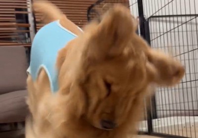 ドアップの福ちゃん