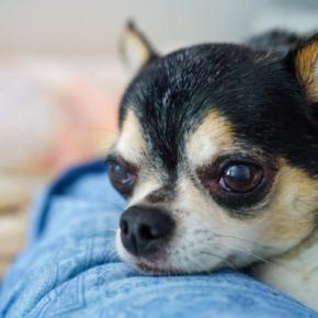 犬が飼い主に『あご乗せ』する心理5選 甘えているだけじゃない本当の理由や注意点まで