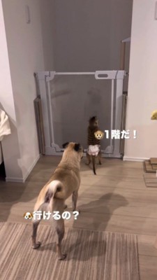 1階に続く柵の前に立つ犬とミーアキャット