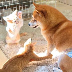 子猫と犬が『日が当たる場所』を奪い合った結果→ずっと見ていたい『小さな戦い』が27万再生「カオスで草」「兄弟げんかみたいｗｗ」