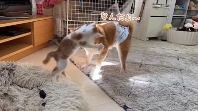 「日向ちょうだいニャ!」