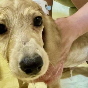 お風呂に入った子犬→いい匂いになった途端『先輩猫』が近づいてきて…『微笑ましい光景』に1万いいね「かわいい」「まんざらでもない感じｗ」
