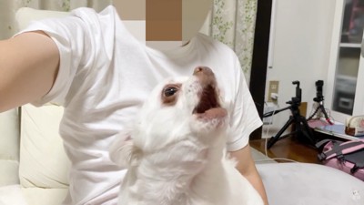 「ダメ!僕を置いて行かないで!」