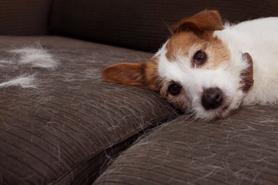 ソファに白い毛をつける、犬