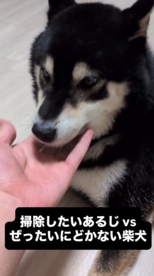 犬のあごを手のひらで撫でる飼い主