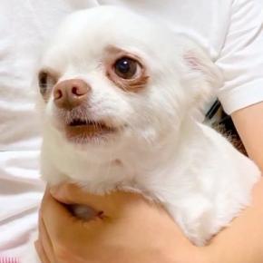 夜、『まだ寝たくない』とワガママを言う犬→寝室へ向かうと、必死に引き止めて…子どものような光景に「甘えん坊さん」「本当の親子みたい」と絶賛