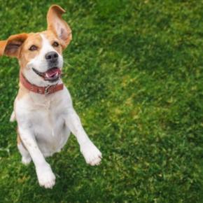 犬が『嬉しさをアピールしている』ときにみせる行動5つ 愛犬はどんなことで喜ぶの?